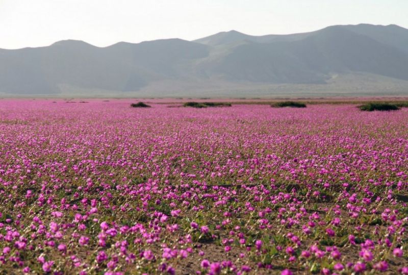 Thảm hoa mọc giữa sa mạc khô cằn ở chile