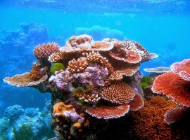 Mê mẩn với vẻ đẹp huyền bí của rạn san hô Great Barrier